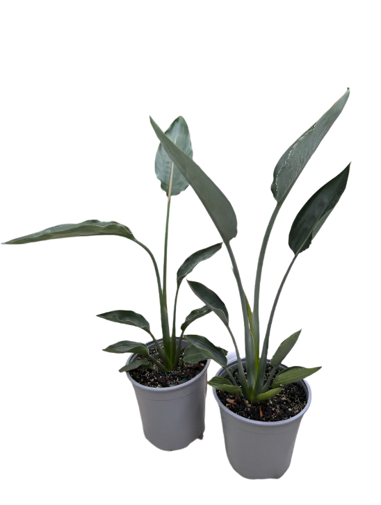bird of paradise indoor plant nz Bird of Paradise 'Mandela's Gold' (Strelitzia reginae) for sale – Jungle Story