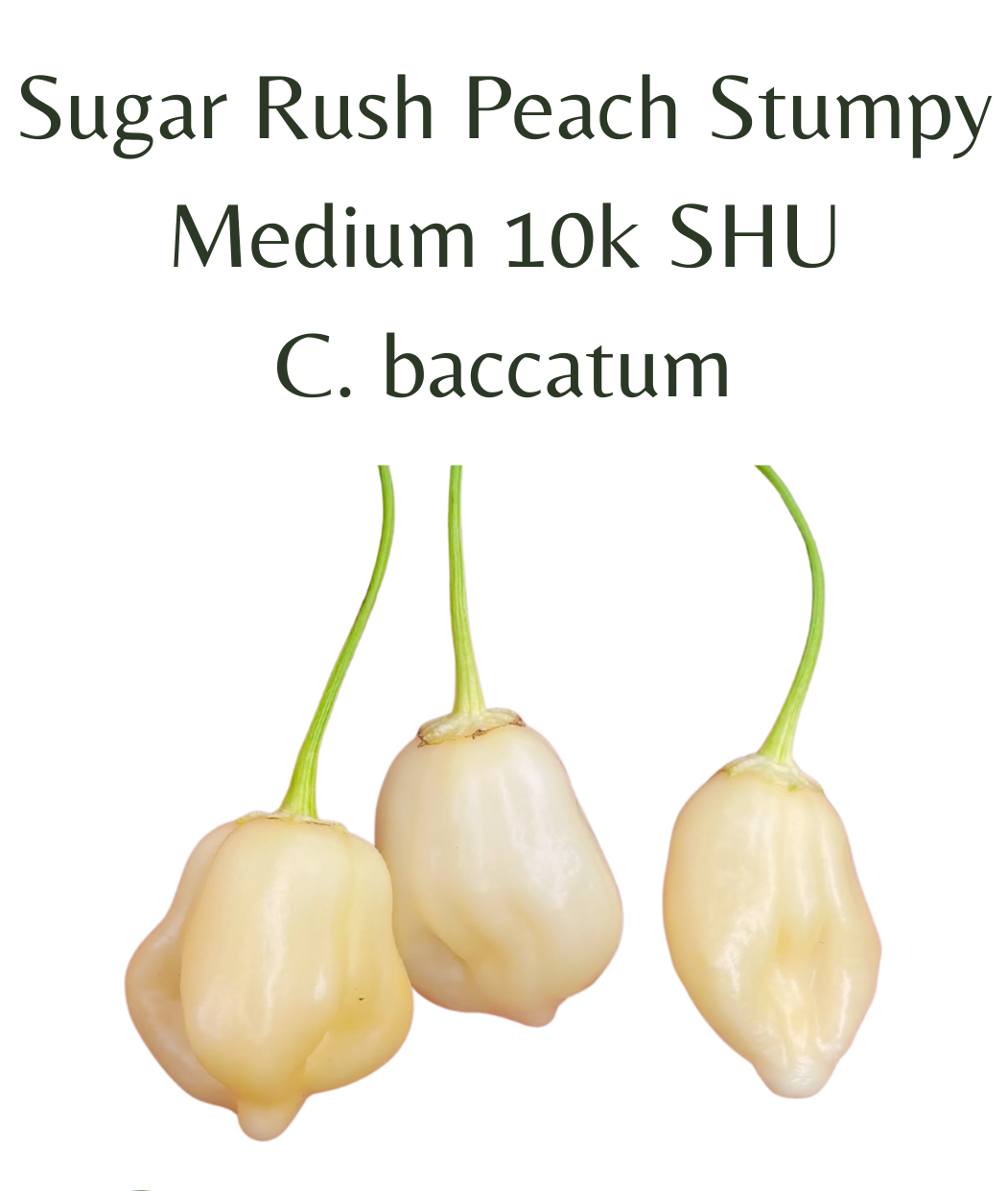 Sugar_Rush_Peach_Stumpy_Chilli_Seeds_10_seeds