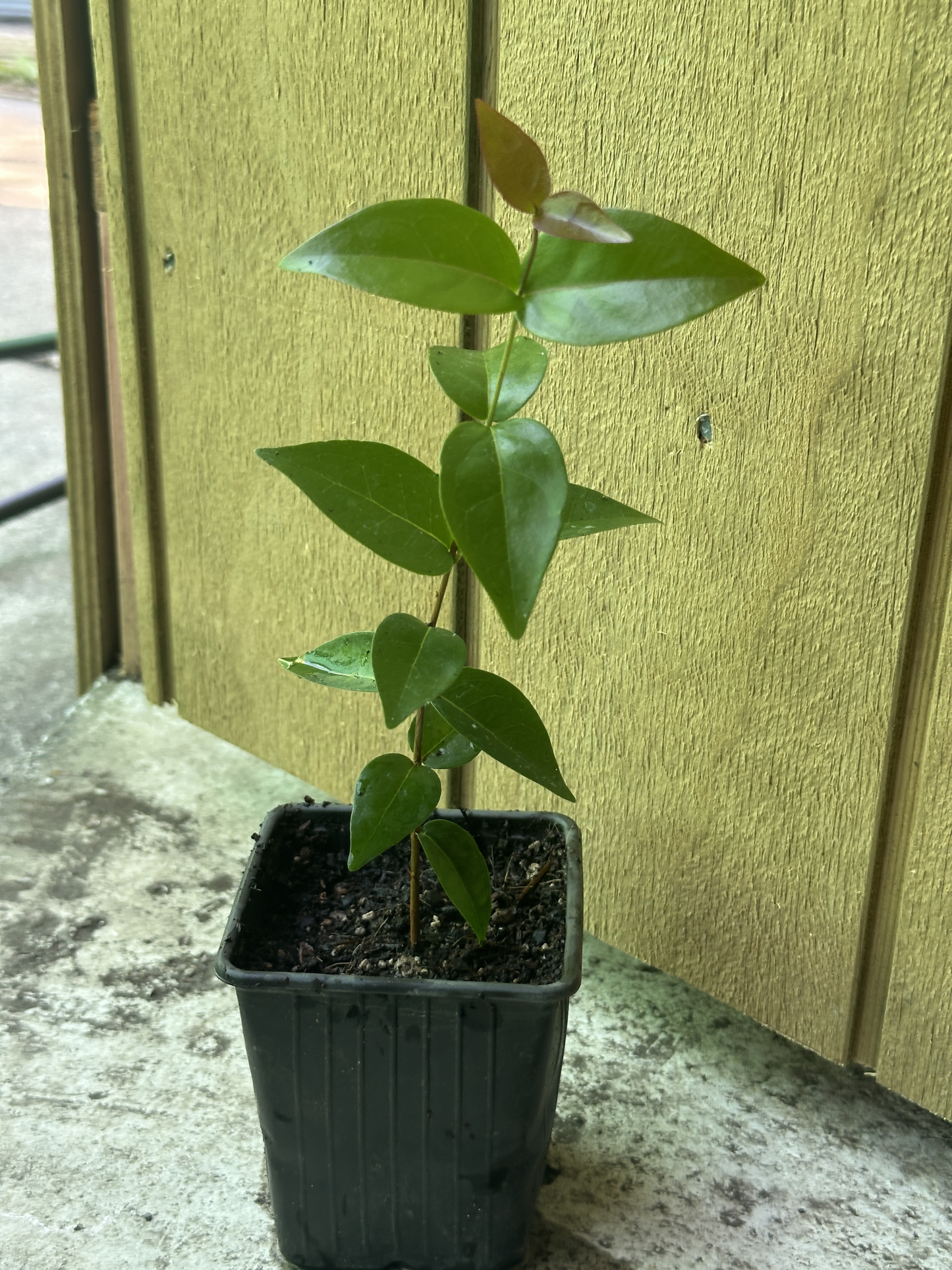 Surinam Cherry 'Zill Dark' Seedling