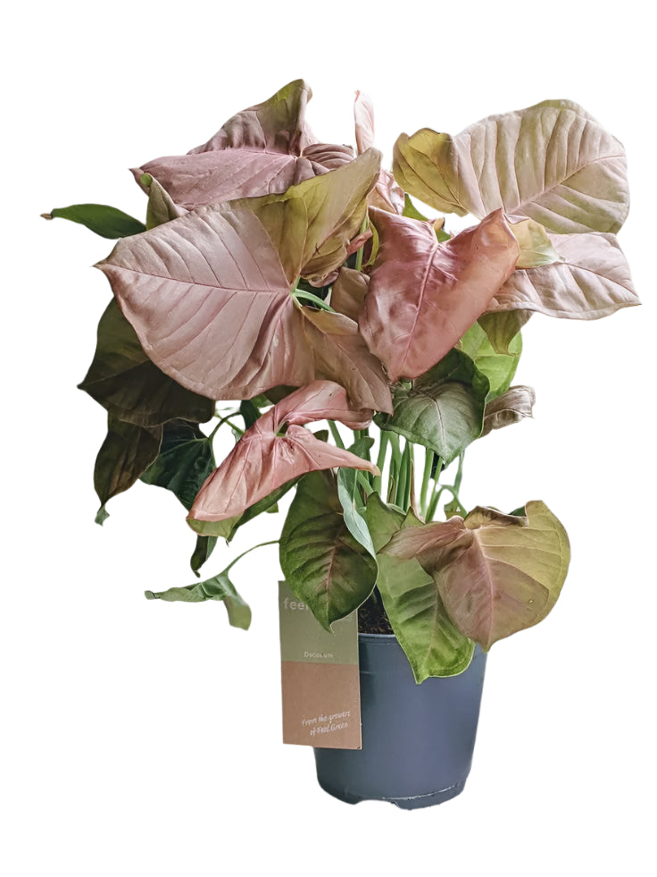 ?!label-Indicative photo