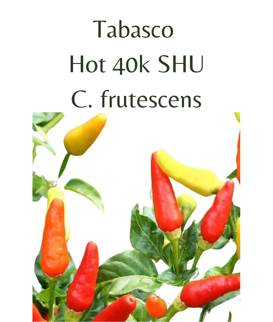 Tabasco_Chilli_Seeds_10_seeds