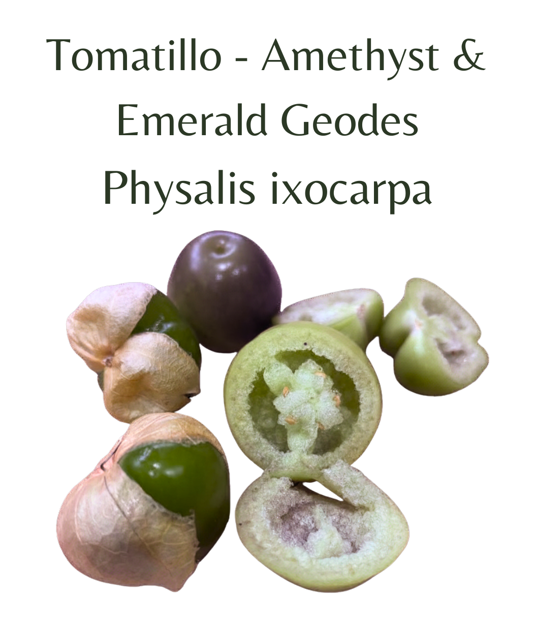 Tomatillo_Amethyst__Emerald_Geodes_10_seeds