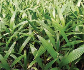 Trachycarpus fortunei | Windmill Palm