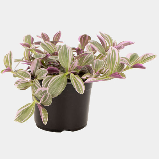 Tradescantia 'Sweetness' 12cm