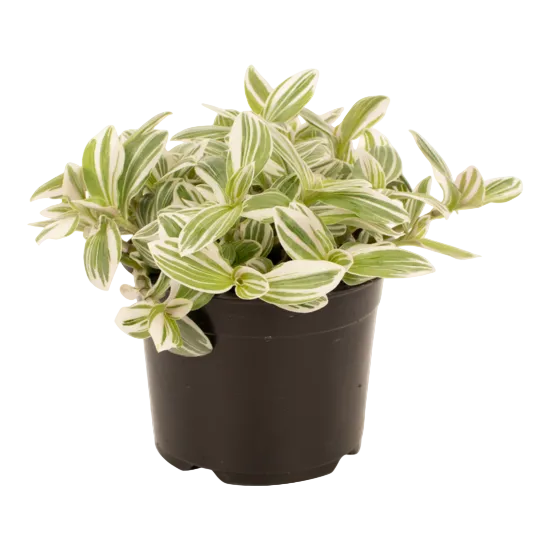 Tradescantia 'Tenderness' 12cm