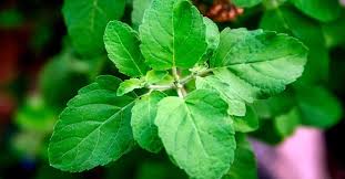 Tulsi 'Holy Basil'