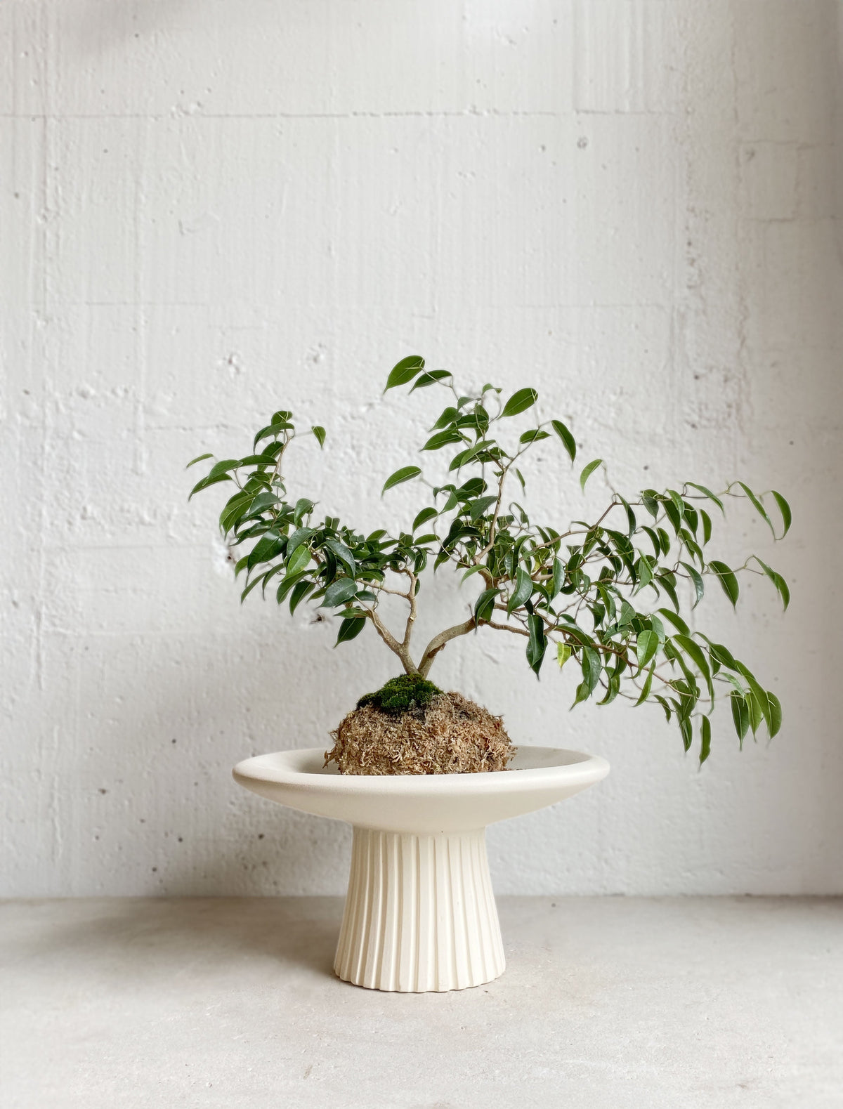 Ficus twisted Kokedama