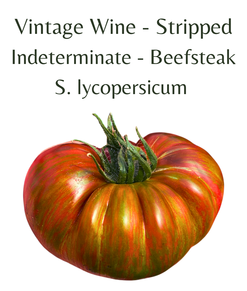 Vintage_Wine_-_Stripped_Tomato_10_seeds