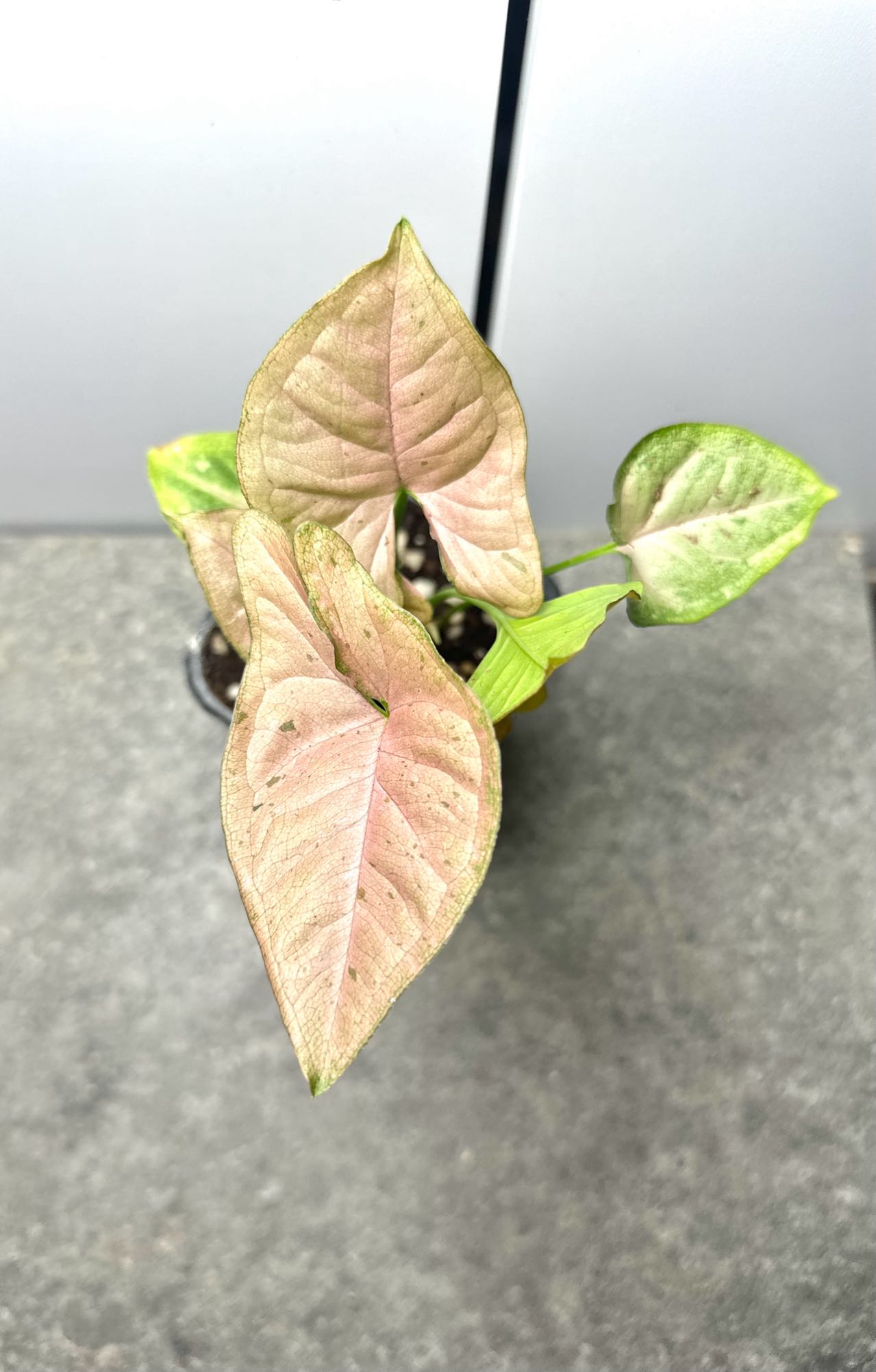 Syngonium Podophyllum Pink Freckles
