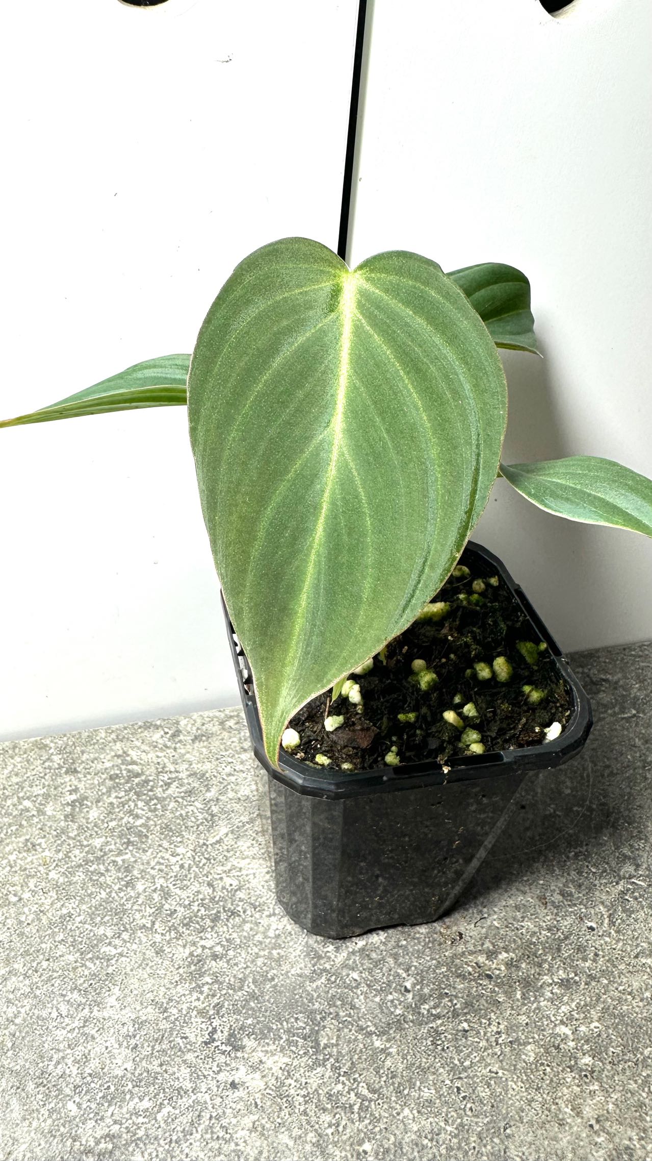 Philodendron Splendid