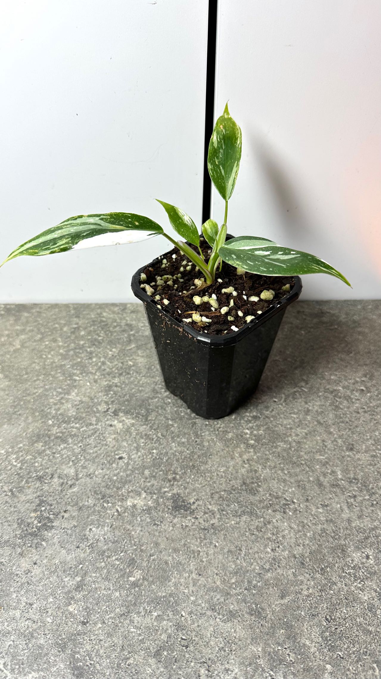 Philodendron White Princess