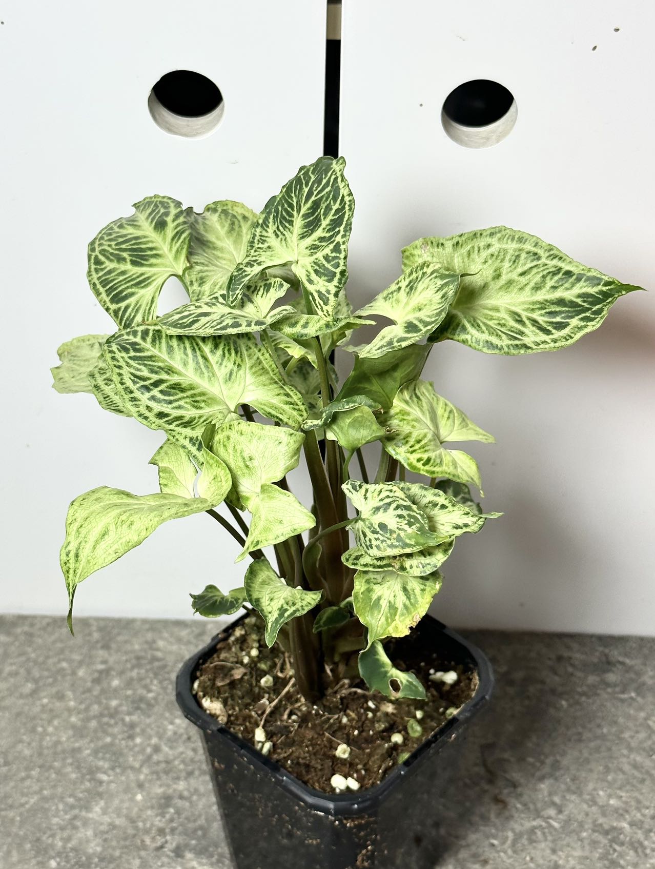 Syngonium podophyllum 'Batik' (Variegated)