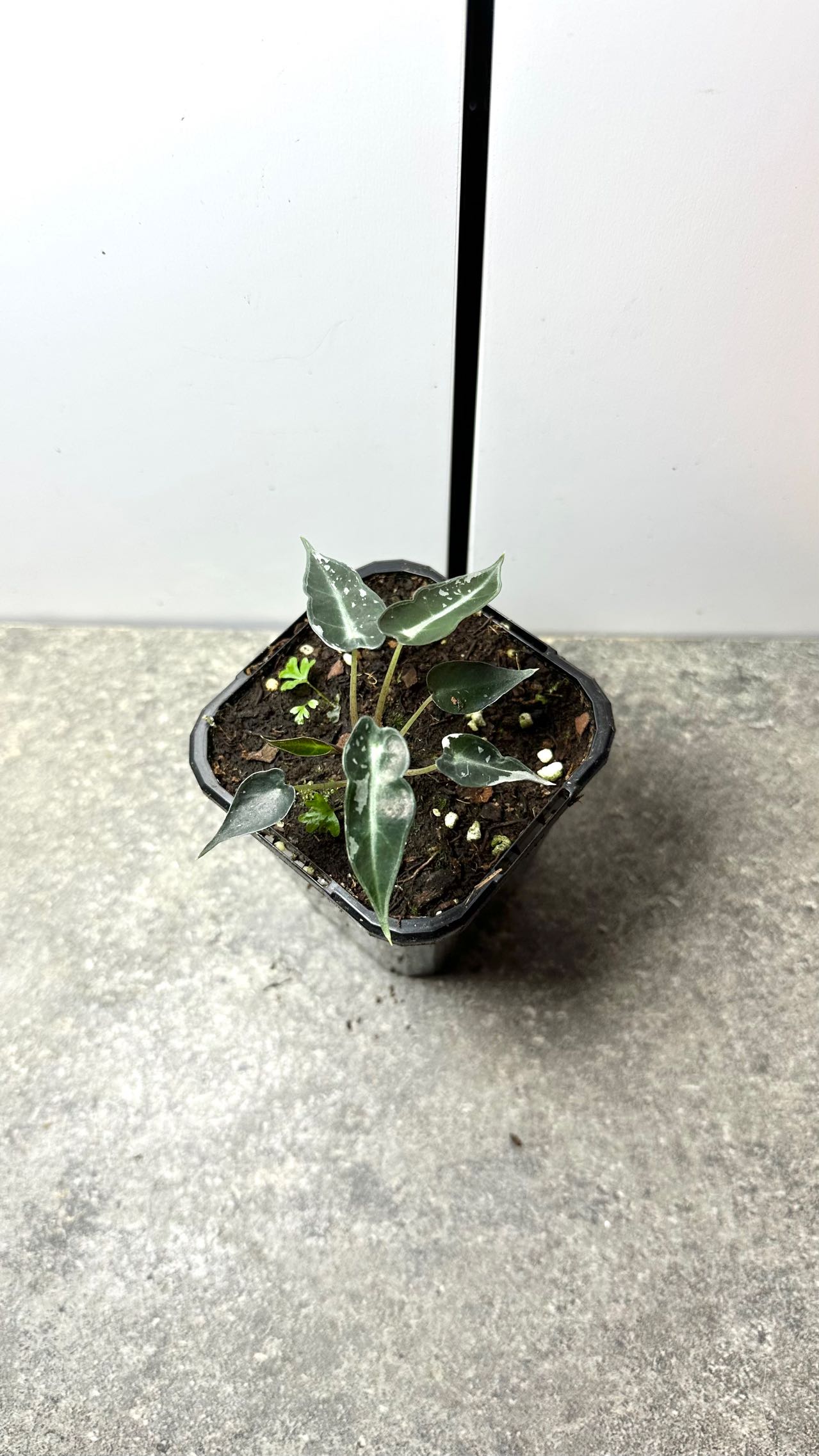 Alocasia Bambino Variegated