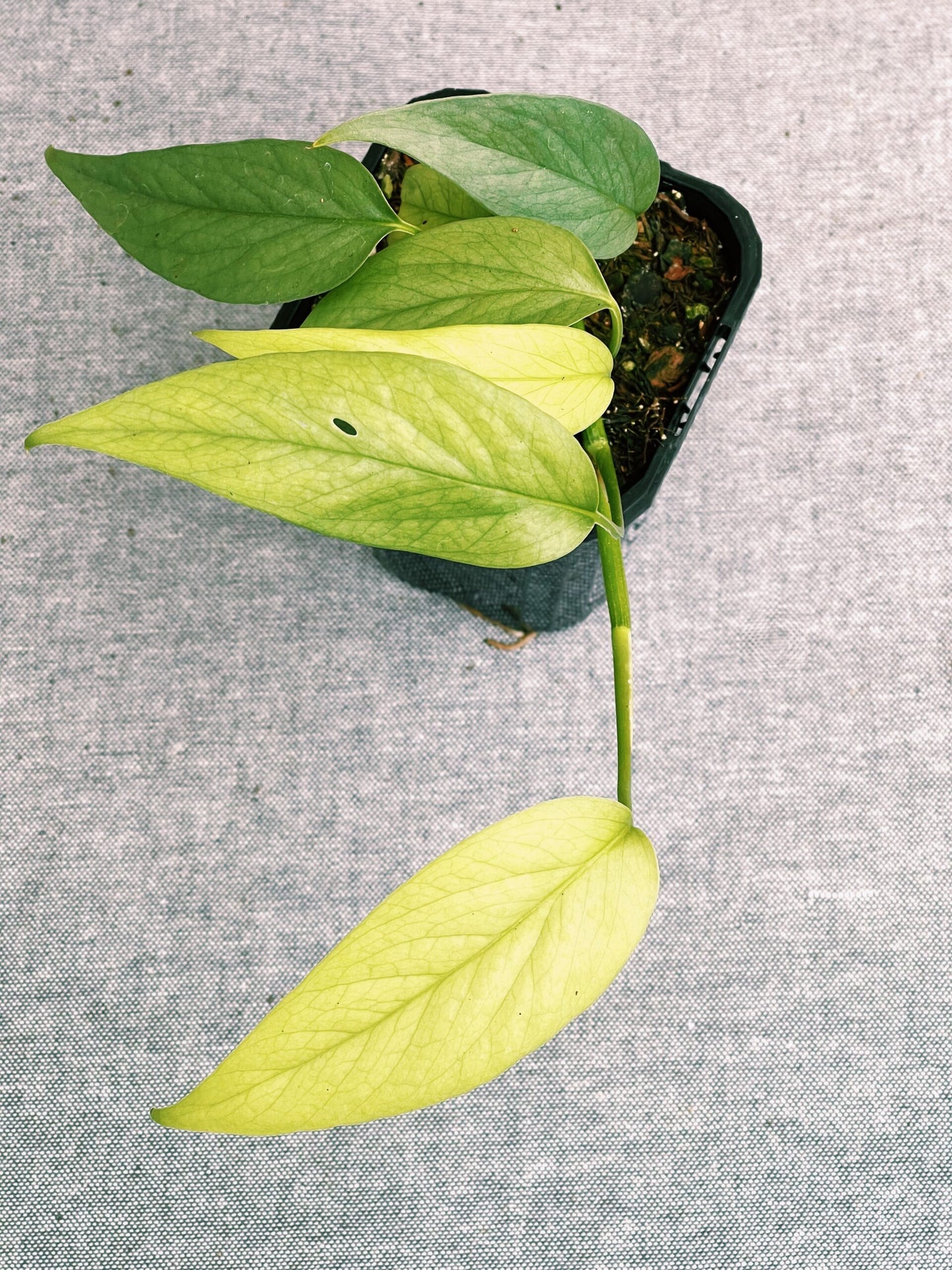 Epipremnum pinnatum 'Cebu Blue'
