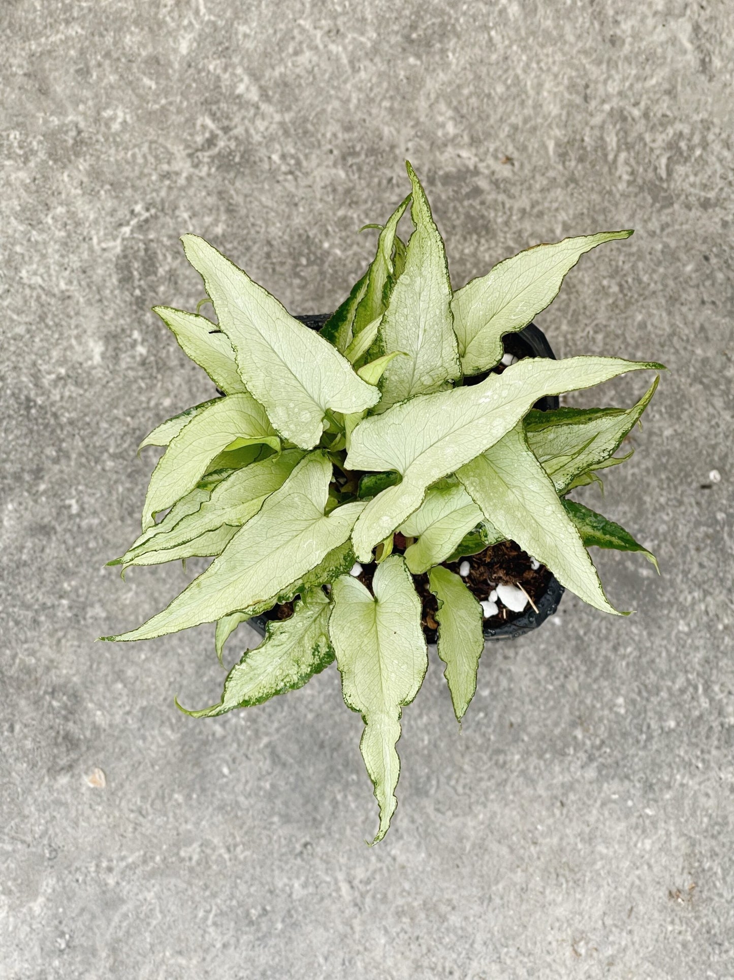 Syngonium Podophyllum Silver Fox
