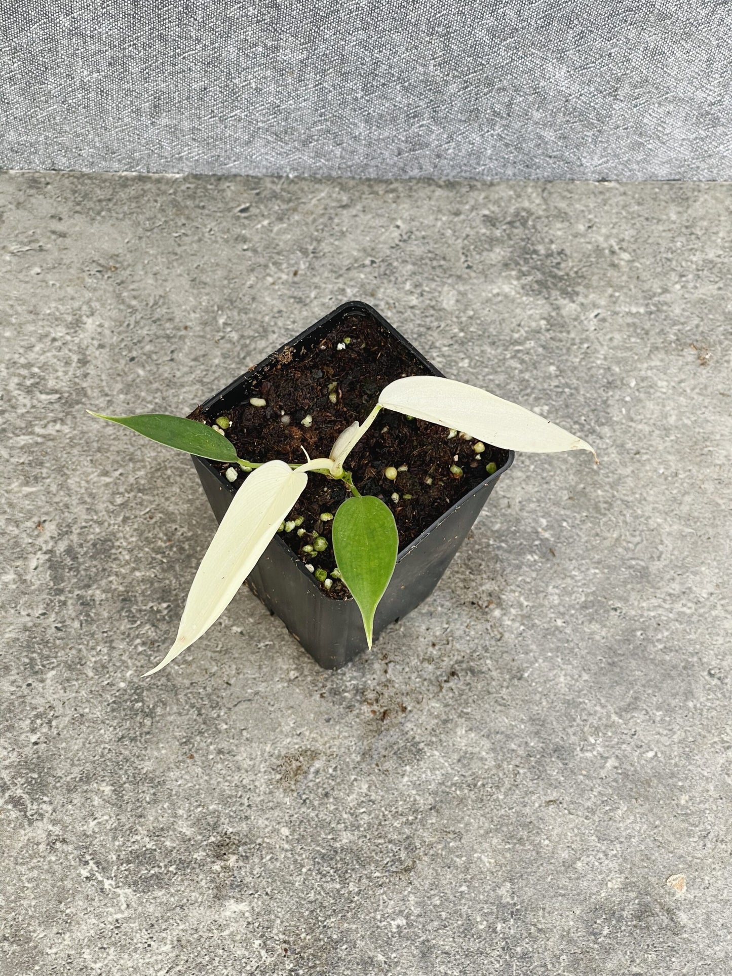 Philodendron Florida Ghost