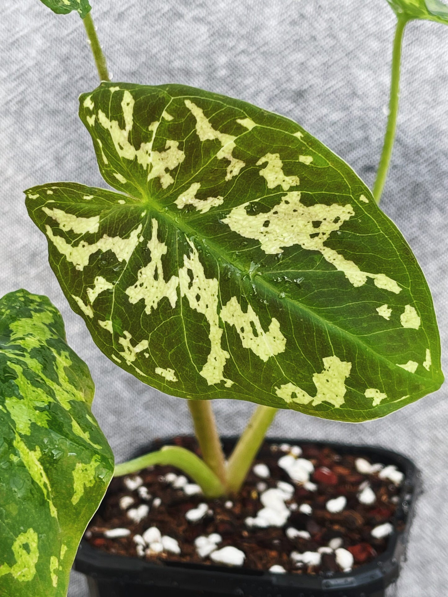 Caladium Hilo Beauty