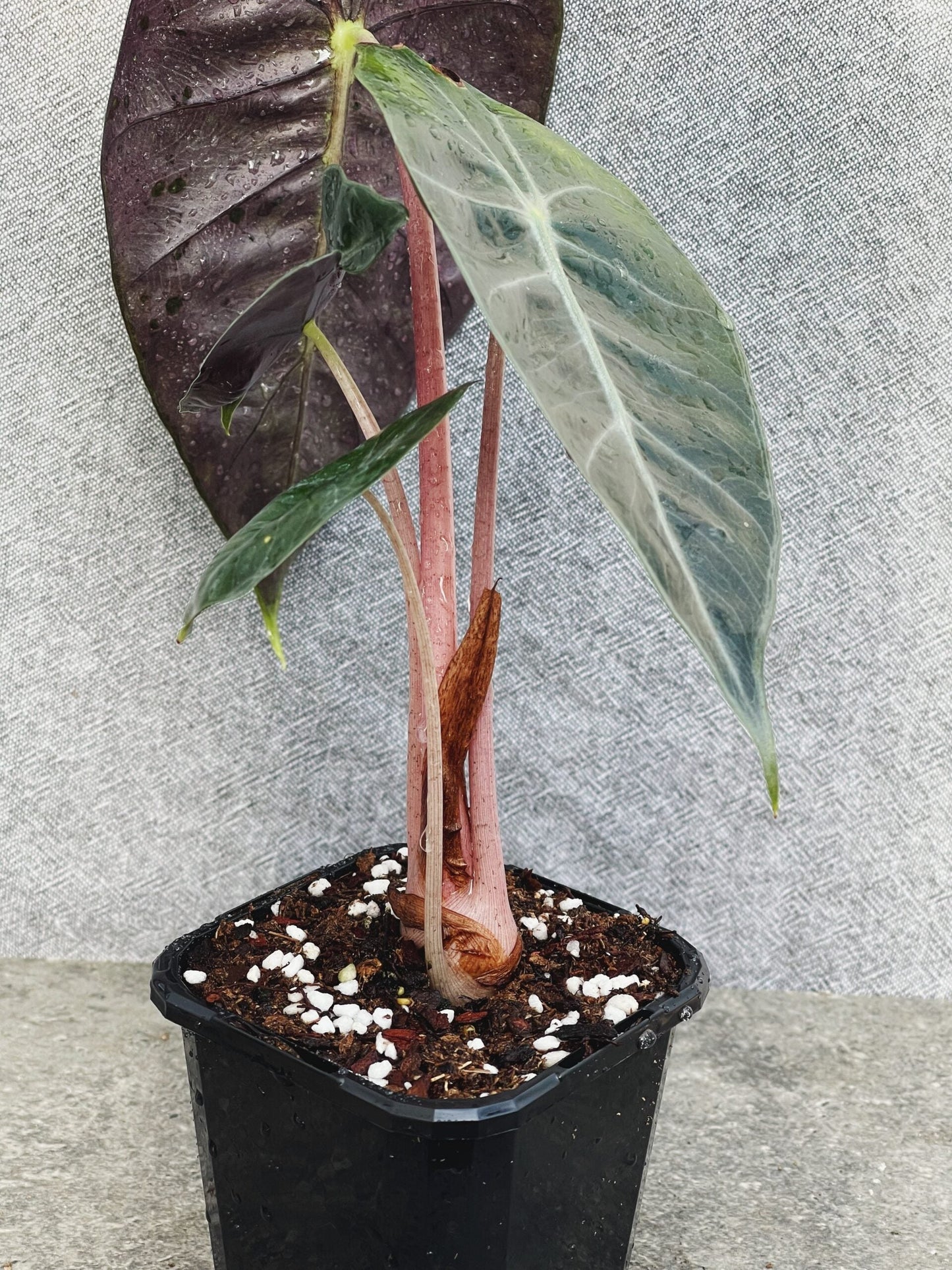 Alocasia Pink Dragon