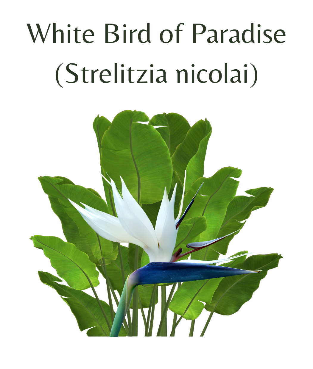 White Bird of Paradise (Strelitzia nicola) 6 seeds