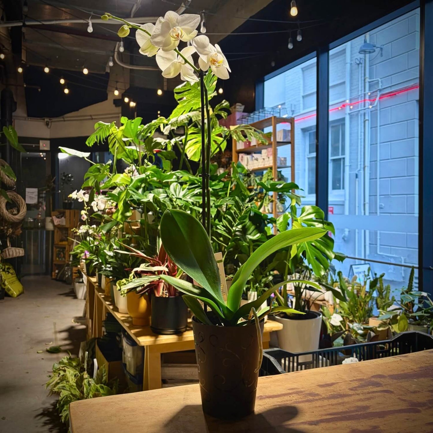 White Phalaenopsis Orchid