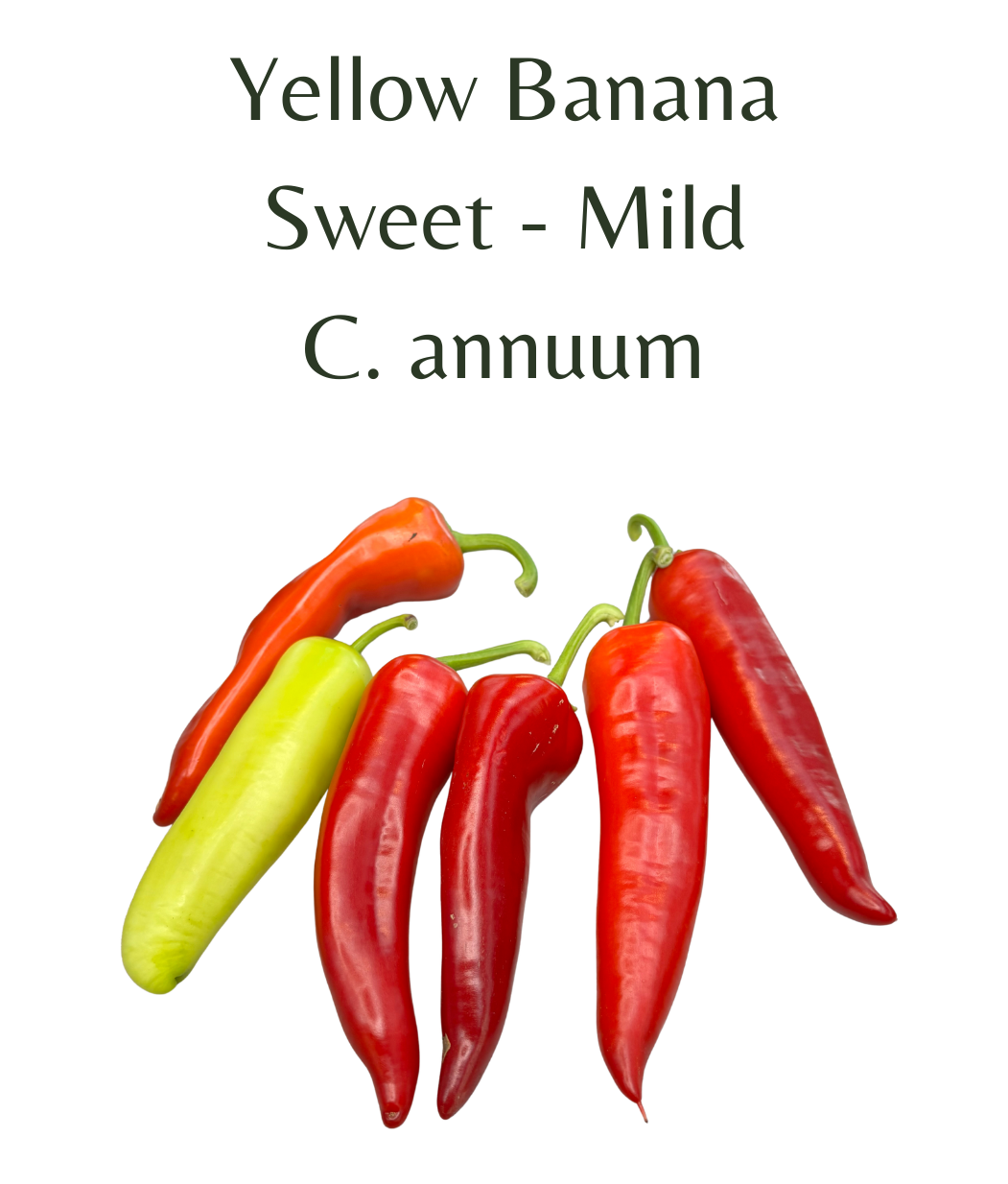 Yellow_Banana_Chilli_Seeds_10_seeds