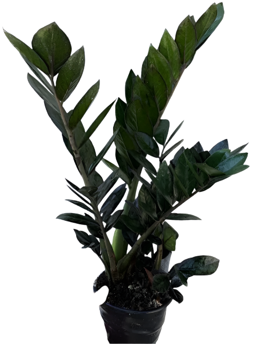 ZZ Plant (Zanzibar Gem) 'Black'
