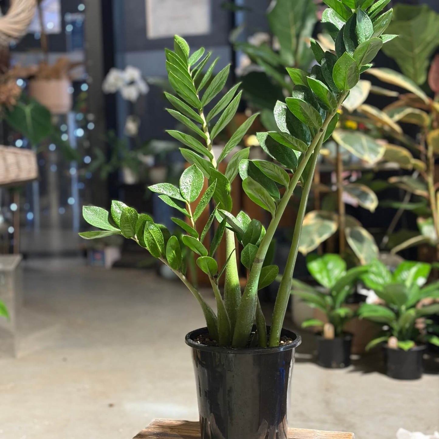 ZZ Plant Indoor Plant NZ