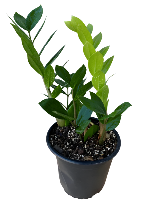 ZZ Plant (Zanzibar Gem)