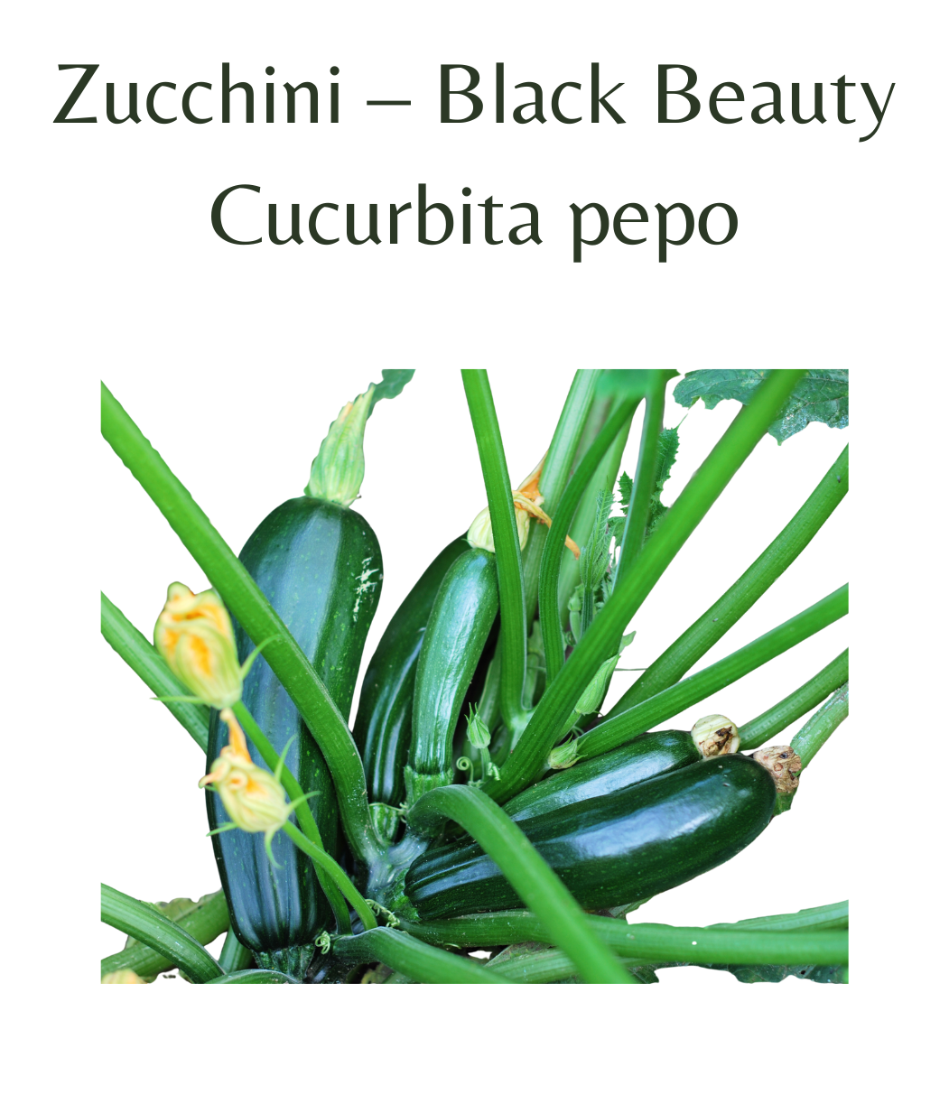 Zucchini__Black_Beauty_15_seeds