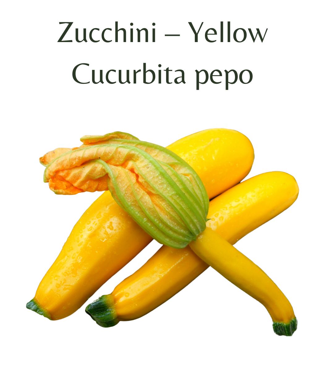 Zucchini__Yellow_15_seeds