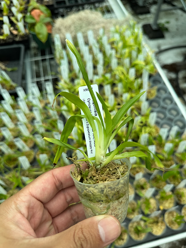 Zygonisia Cynosure 'Blue Birds'