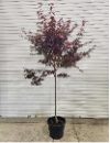 Acer palmatum 'Red Emperor' 30ltr