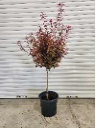 Acer palmatum 'Shaina' 30ltr