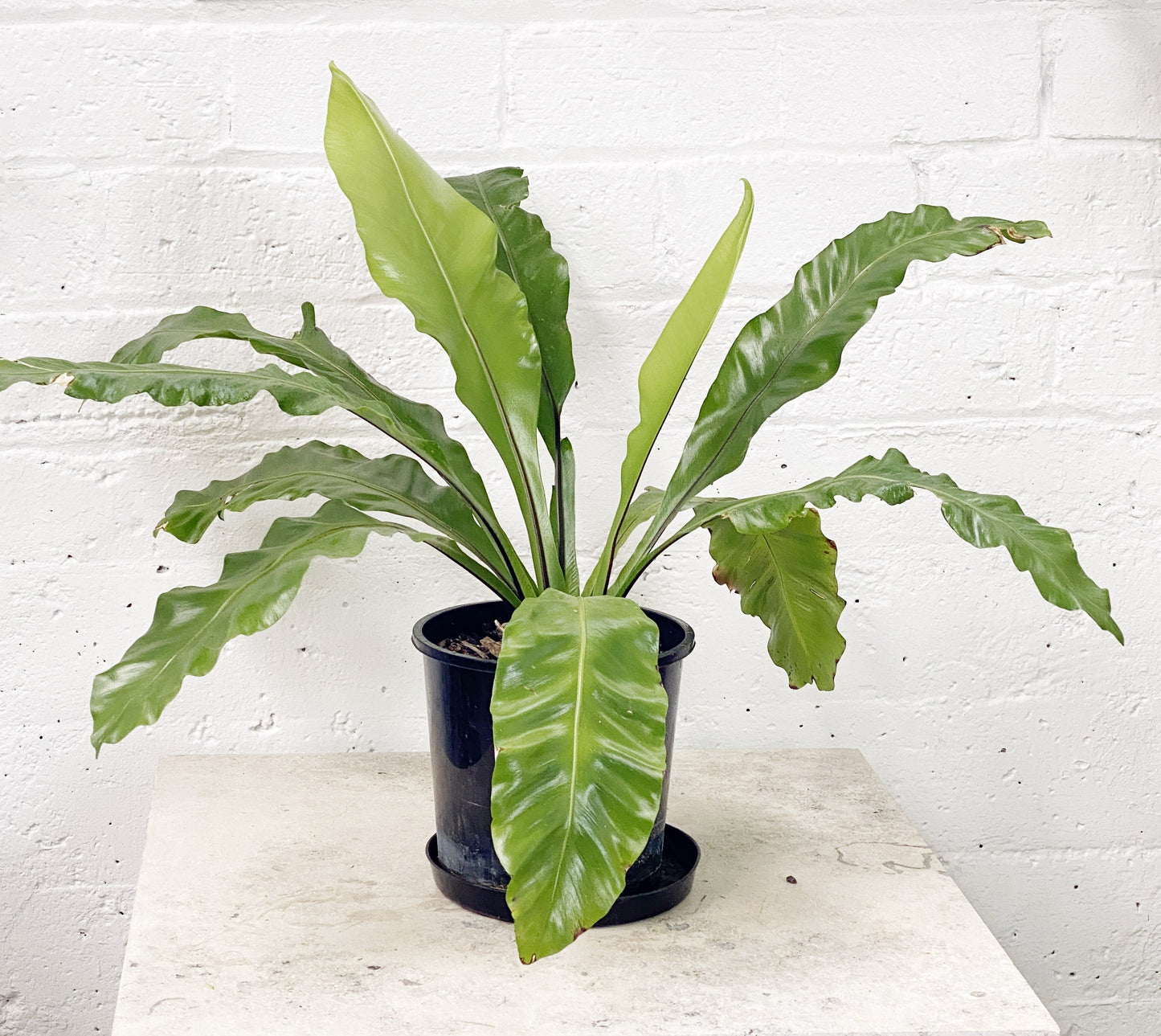 Asplenium nidus (Birdsnest Fern)