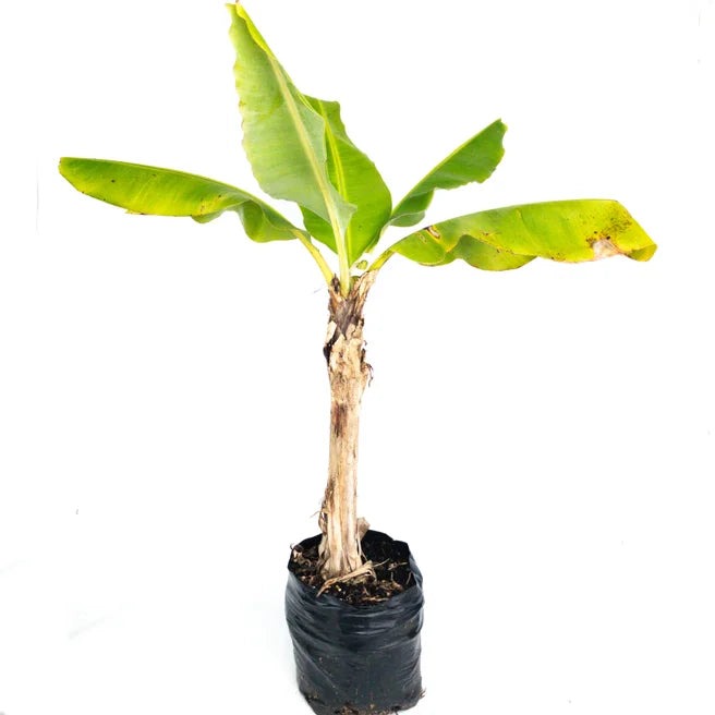 Banana 'Dwarf Cavendish'