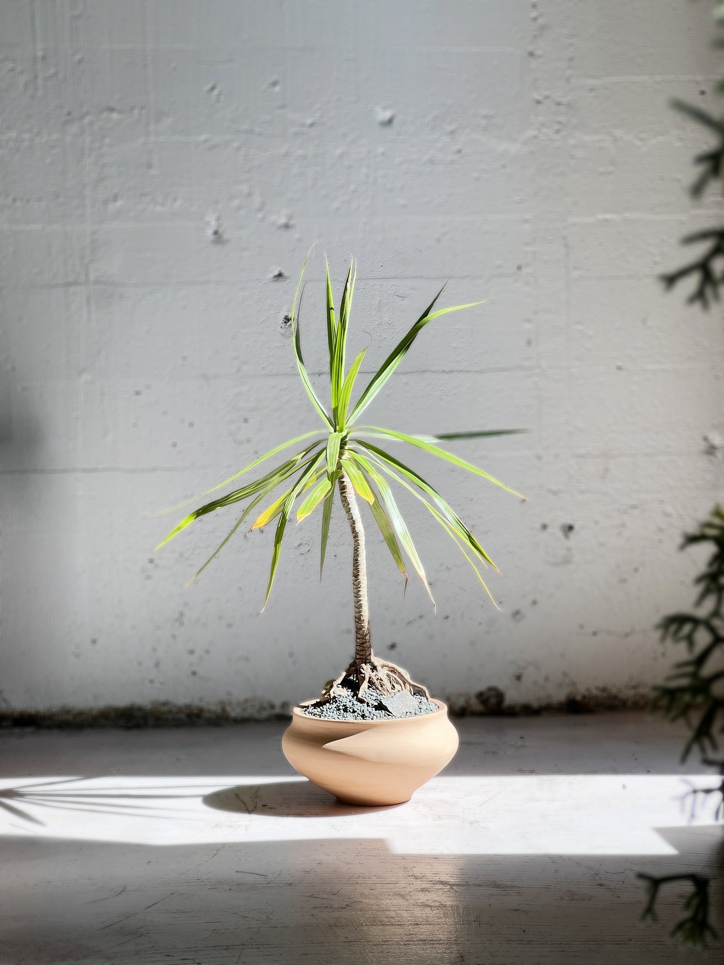 Dracaena on the rocks