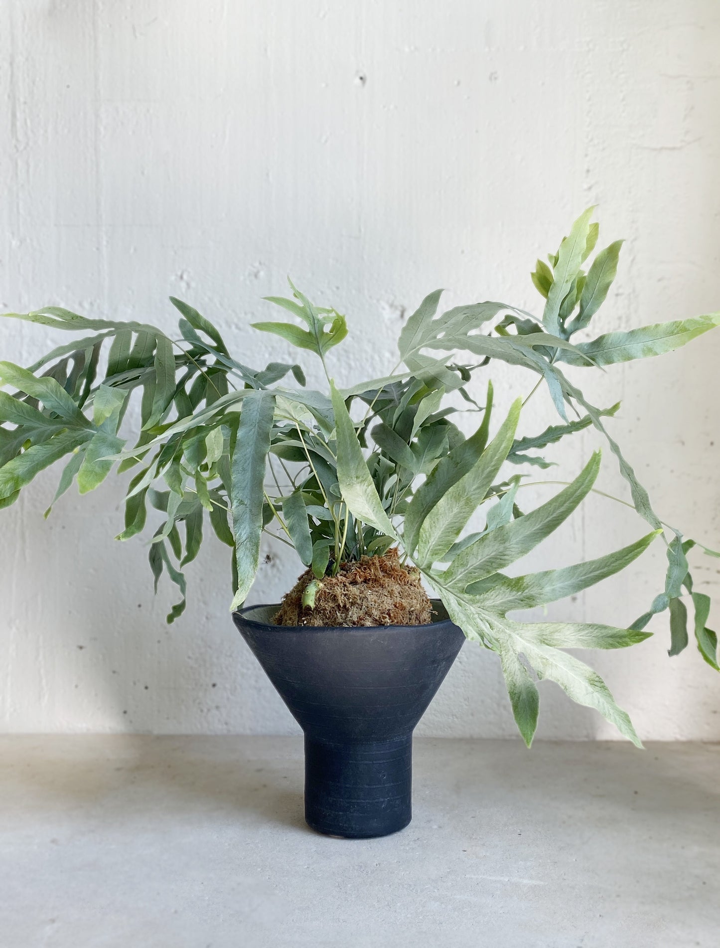 Kokedama: Blue Star Fern | Phlebodium aureum