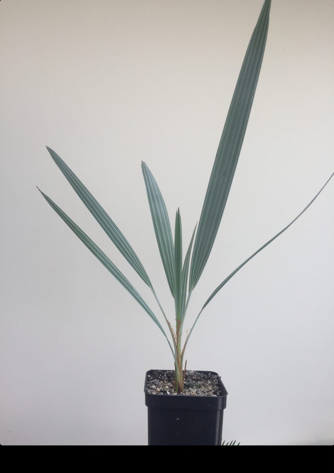 ?!label-Indicative photo