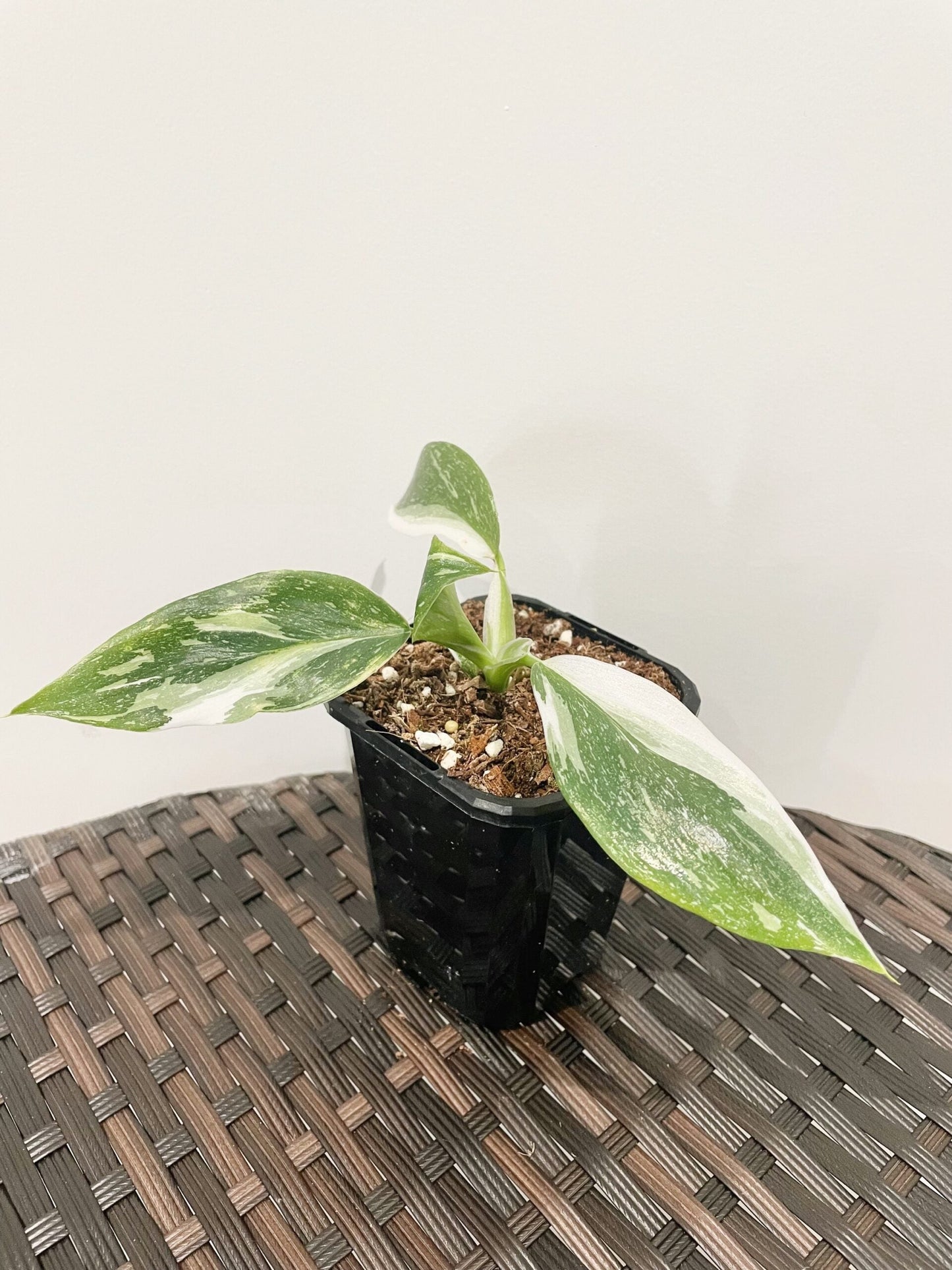 Philodendron White Wizard