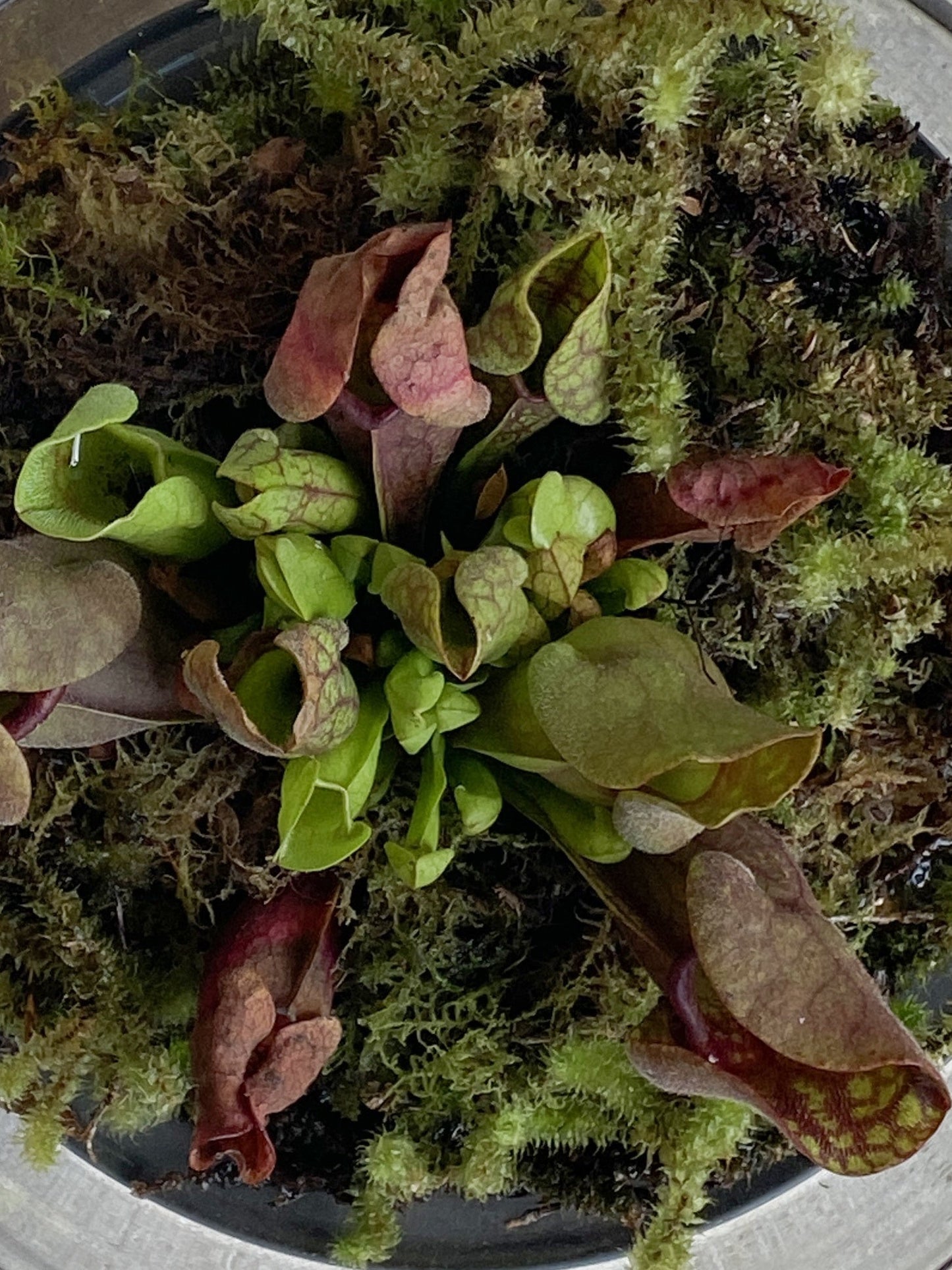 Sarracenia