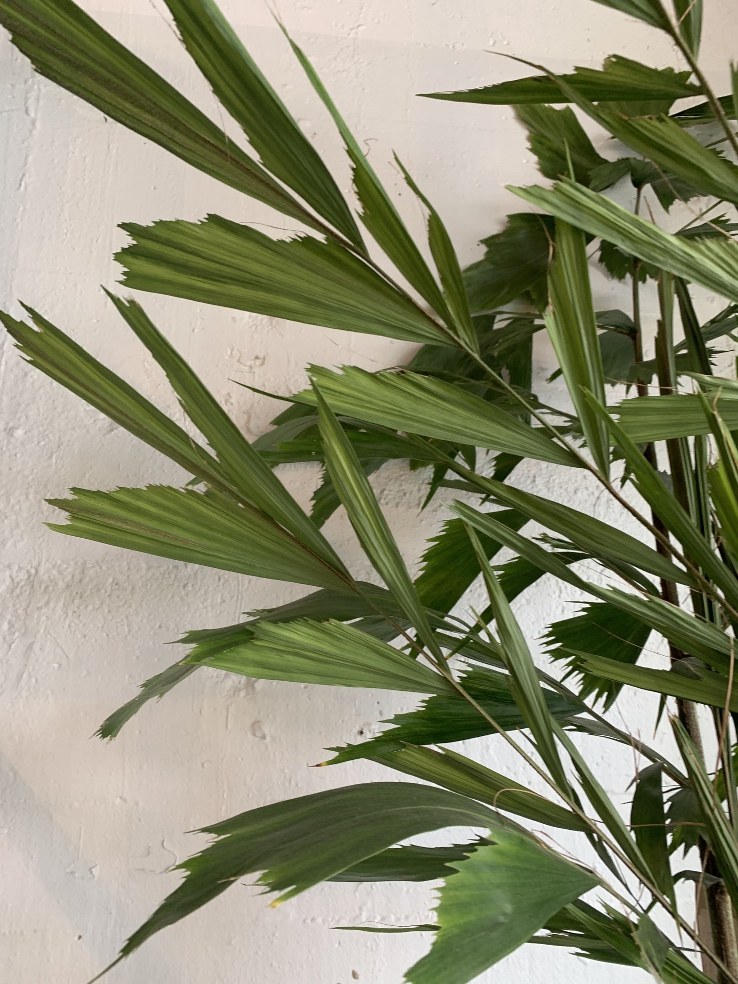 Caryota ochlandra (Fishtail Palm)