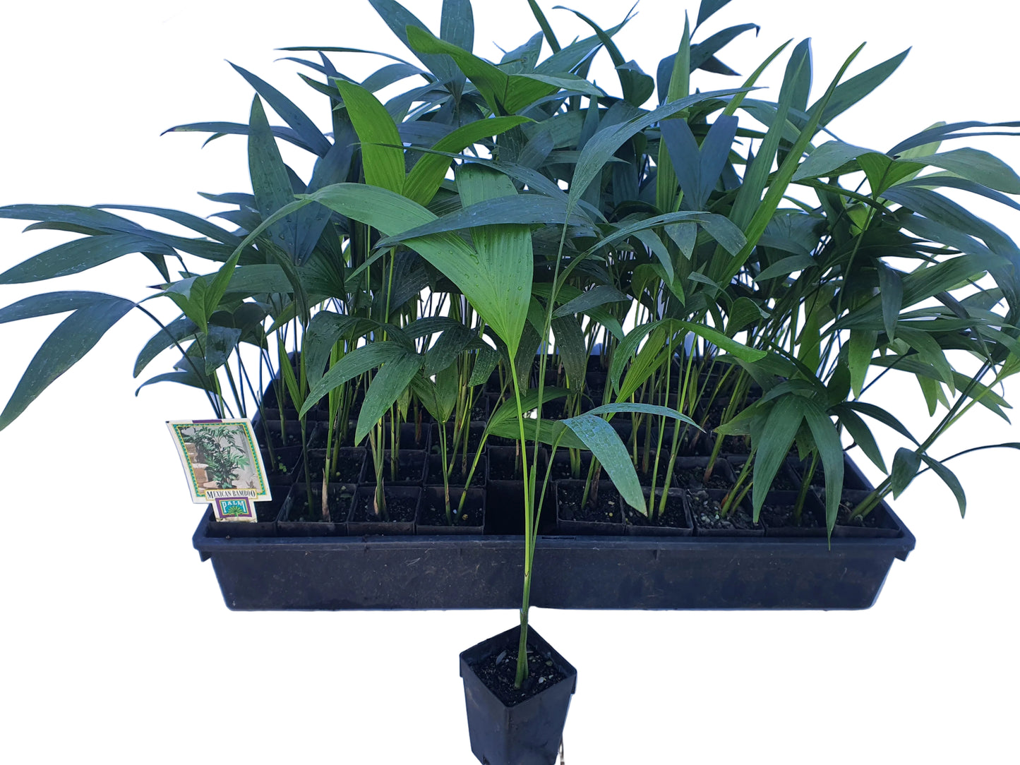 Chamaedorea Microspadix - 5cm GOL - 50 per tray