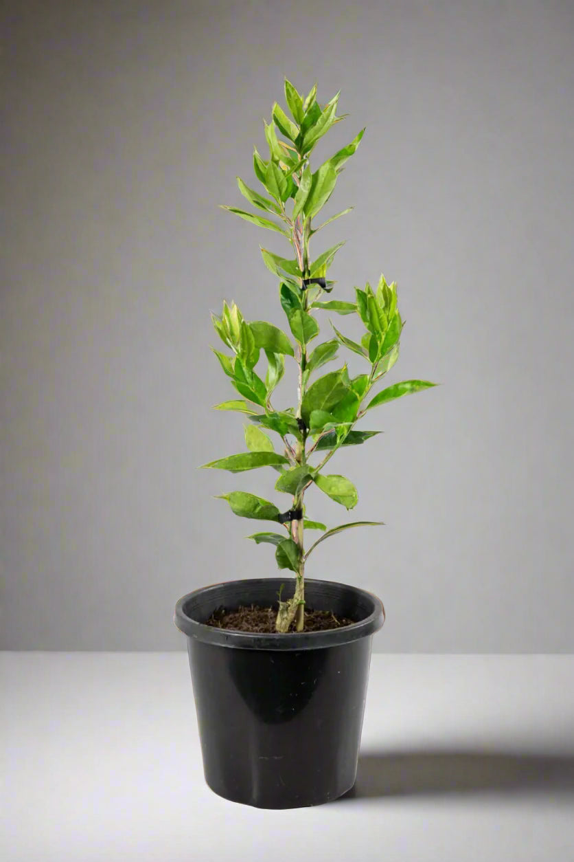 Bearss Lime Tree