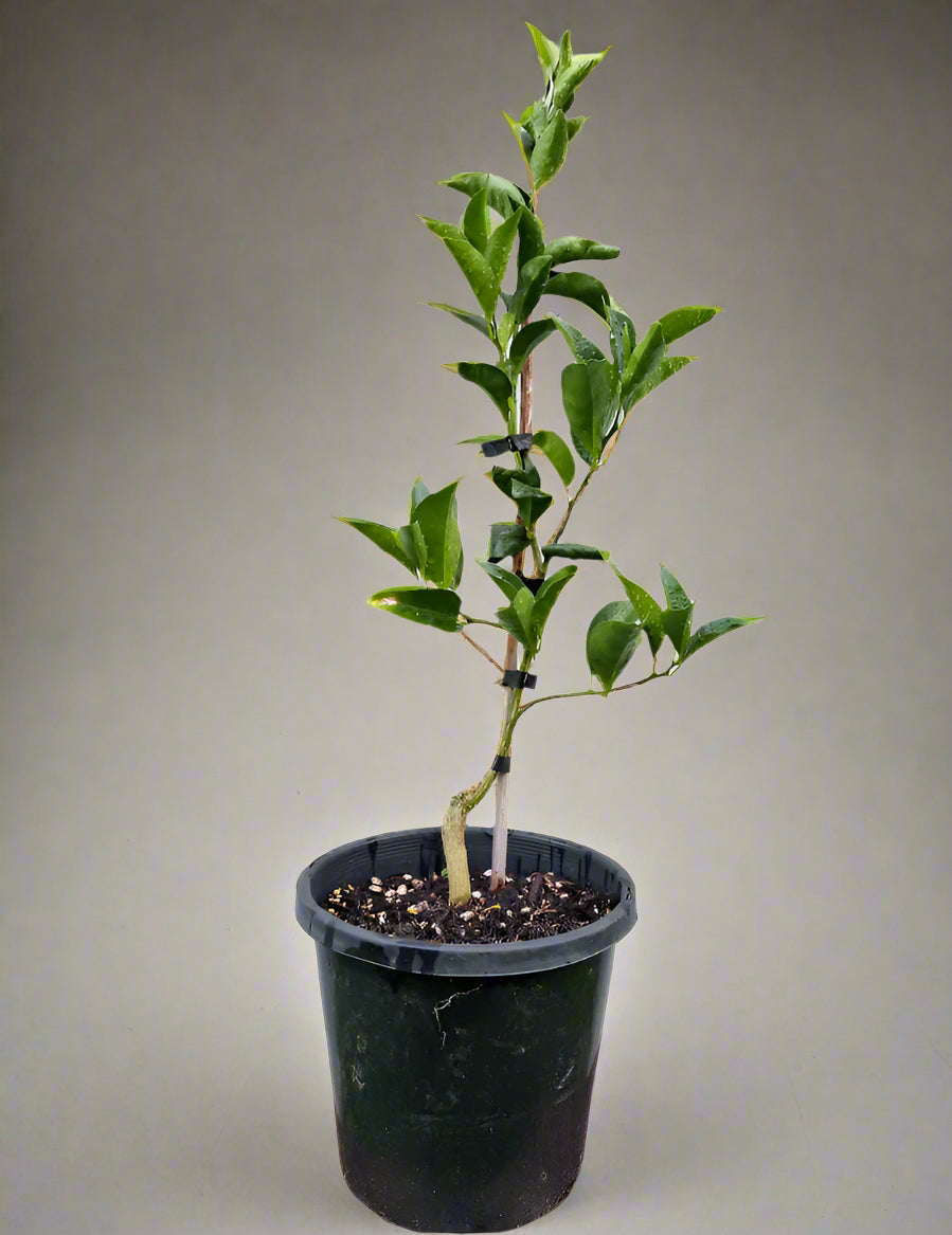 Burgess Scarlet Mandarin Tree