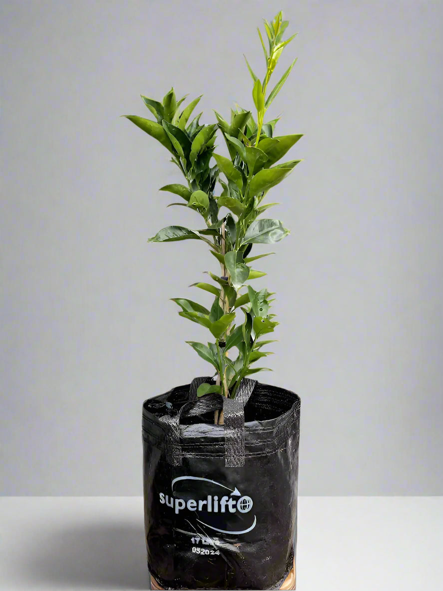 Cara Cara Orange Tree (Navel)