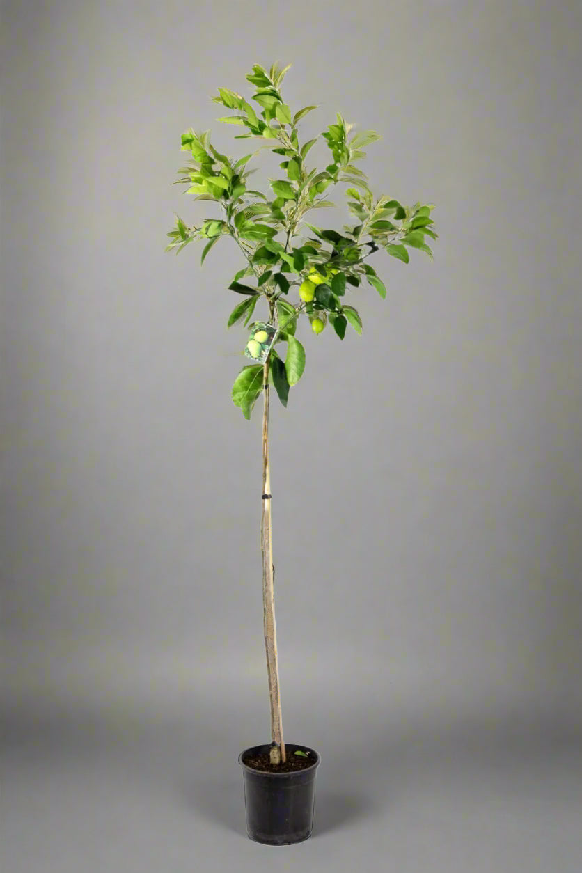 Tahitian Lime Tree