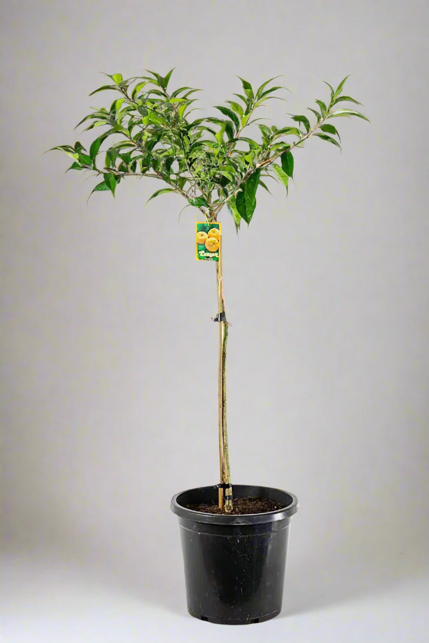 Yuzu Citrus Tree