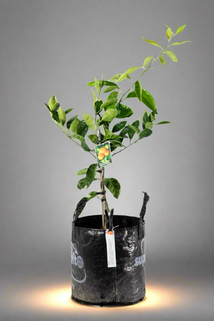 Silverhill Satsuma Mandarin Tree