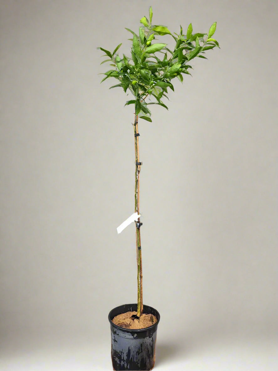 Mandarinquat Tree