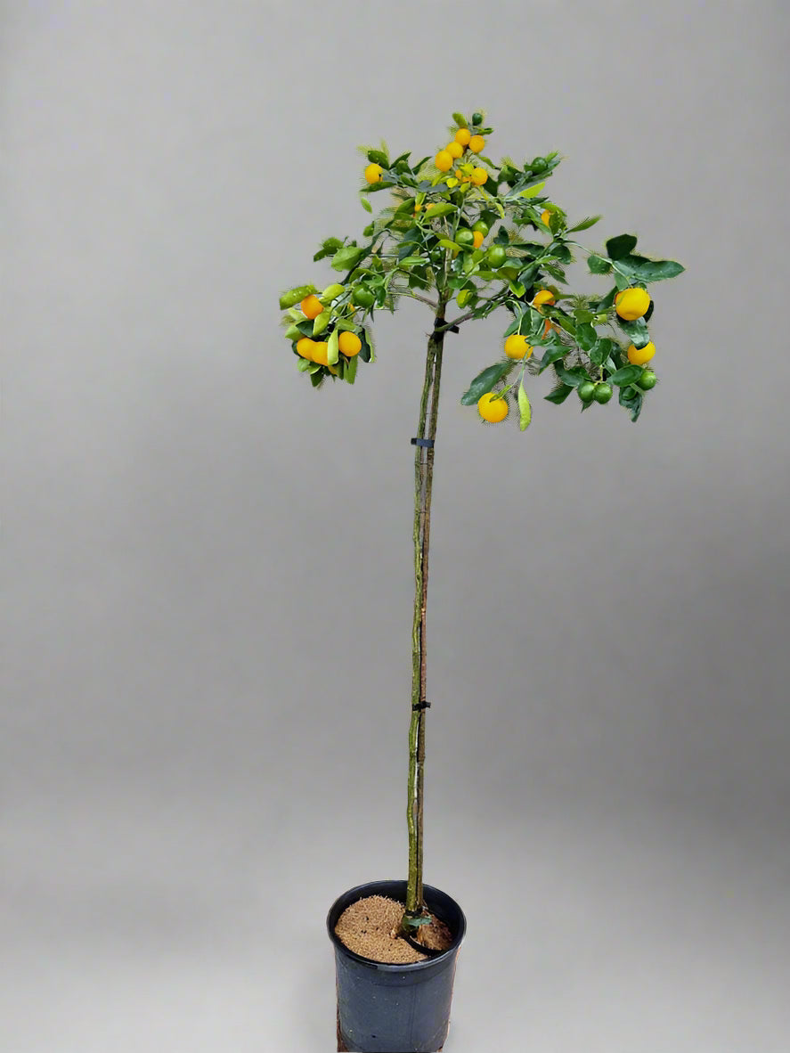 Meiwa Kumquat Tree